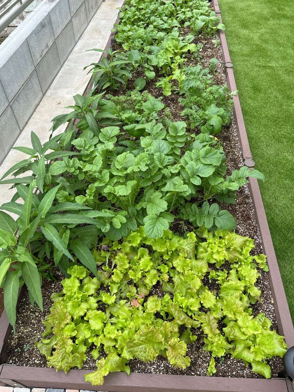 garden.jpg
